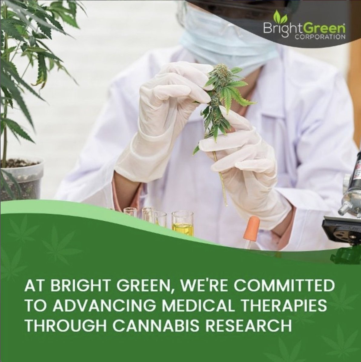 BrightGreenUSA's tweet photo. At Bright Green, we're committed to advancing medical therapies through cannabis research. Our affiliations with university research facilities and controlled production processes allow us to supply certified researchers in the US and globally.

#BrightGreen https://t.co/Ya3ApAqRz0