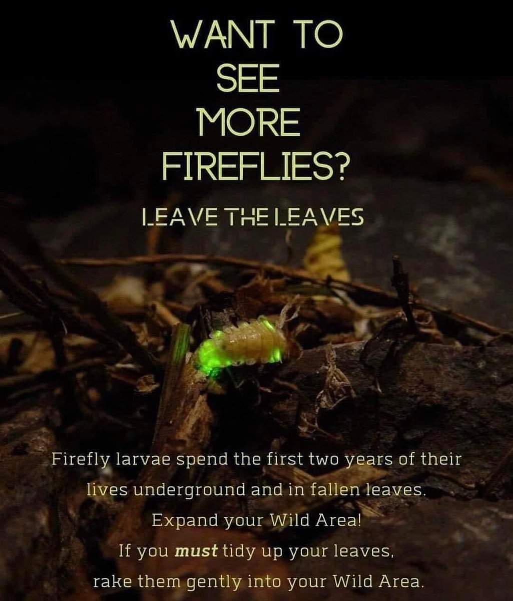 Please #leavetheleaves for #fireflies and other important critters!