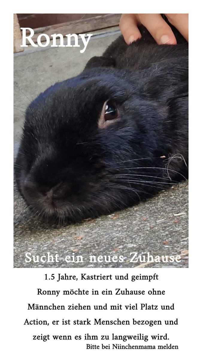 Ronny sucht ein neues Zuhause, bei Interesse stellen wir gerne den Kontakt her. Gerne auch teilen. 
#zuhausegesucht #Kaninchen #adoptdontshop