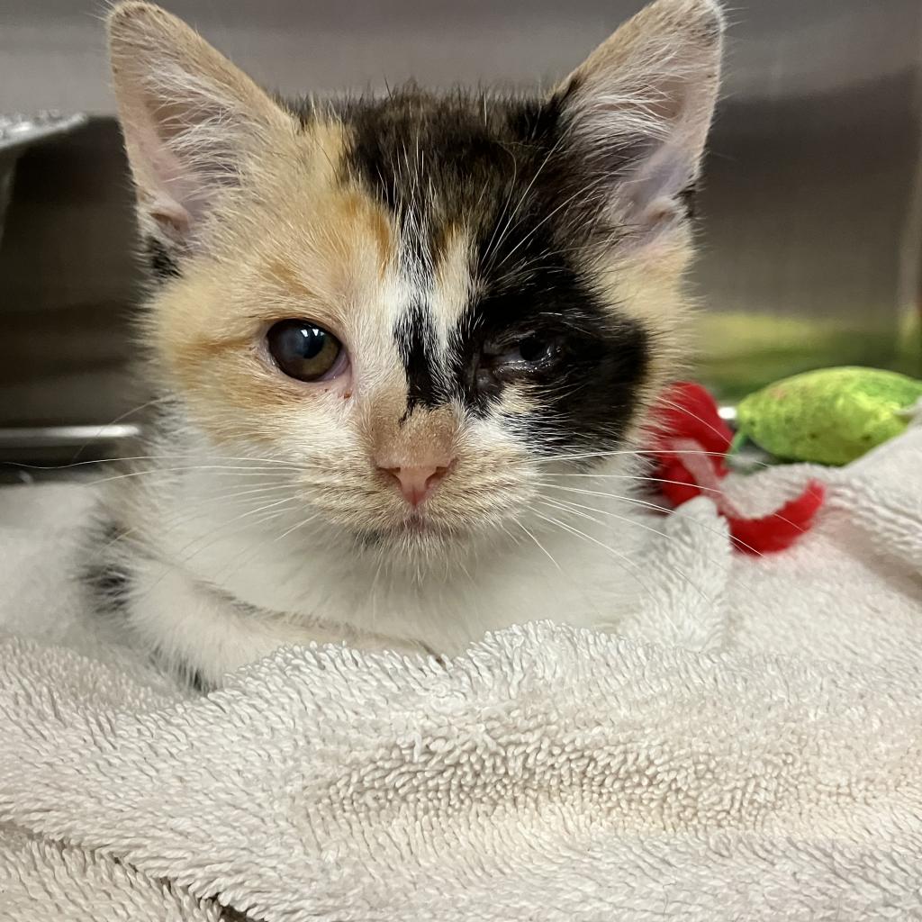 ashevillehumane's tweet photo. This little warrior came to us in rough shape, but she is now thriving and ready to find a new home. She is now available for adoption! 

P.S. Adoption fees are $0 for all animals through 9/23 🤯 #Asheville #AdoptDontShop https://t.co/6whv8vWfWS