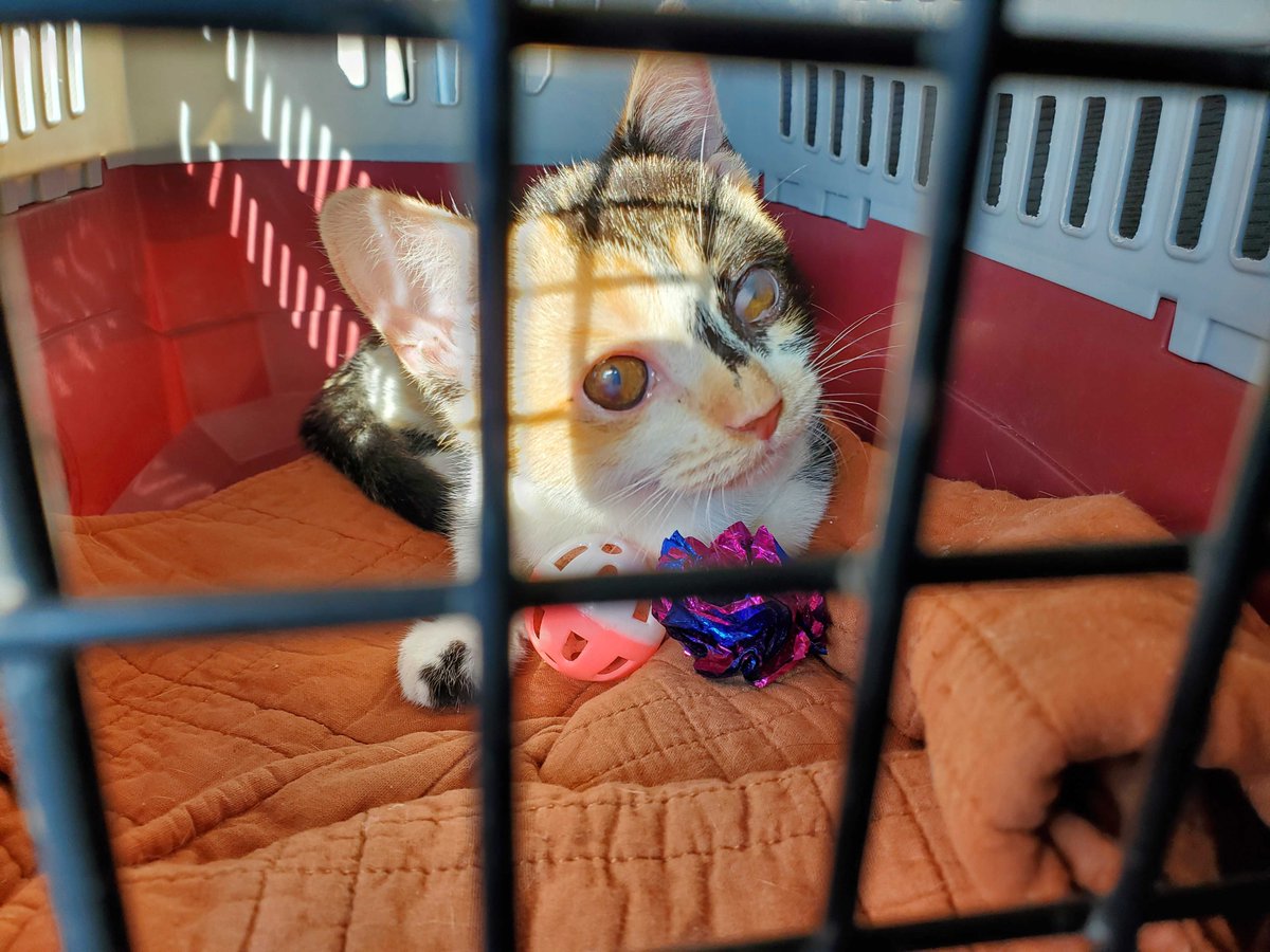 ashevillehumane's tweet photo. This little warrior came to us in rough shape, but she is now thriving and ready to find a new home. She is now available for adoption! 

P.S. Adoption fees are $0 for all animals through 9/23 🤯 #Asheville #AdoptDontShop https://t.co/6whv8vWfWS