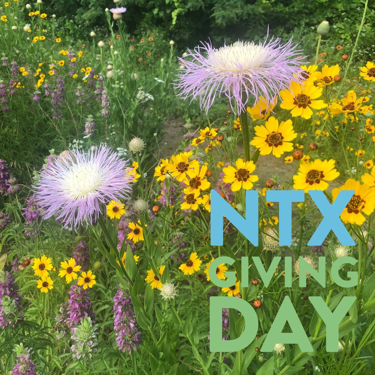 Support the restoration of native grasses 🌱 and wildflowers 🌸 in the Connemara Meadow by making a gift today on #ntxgivingday   Thank you for your support!

northtexasgivingday.org/organization/C…