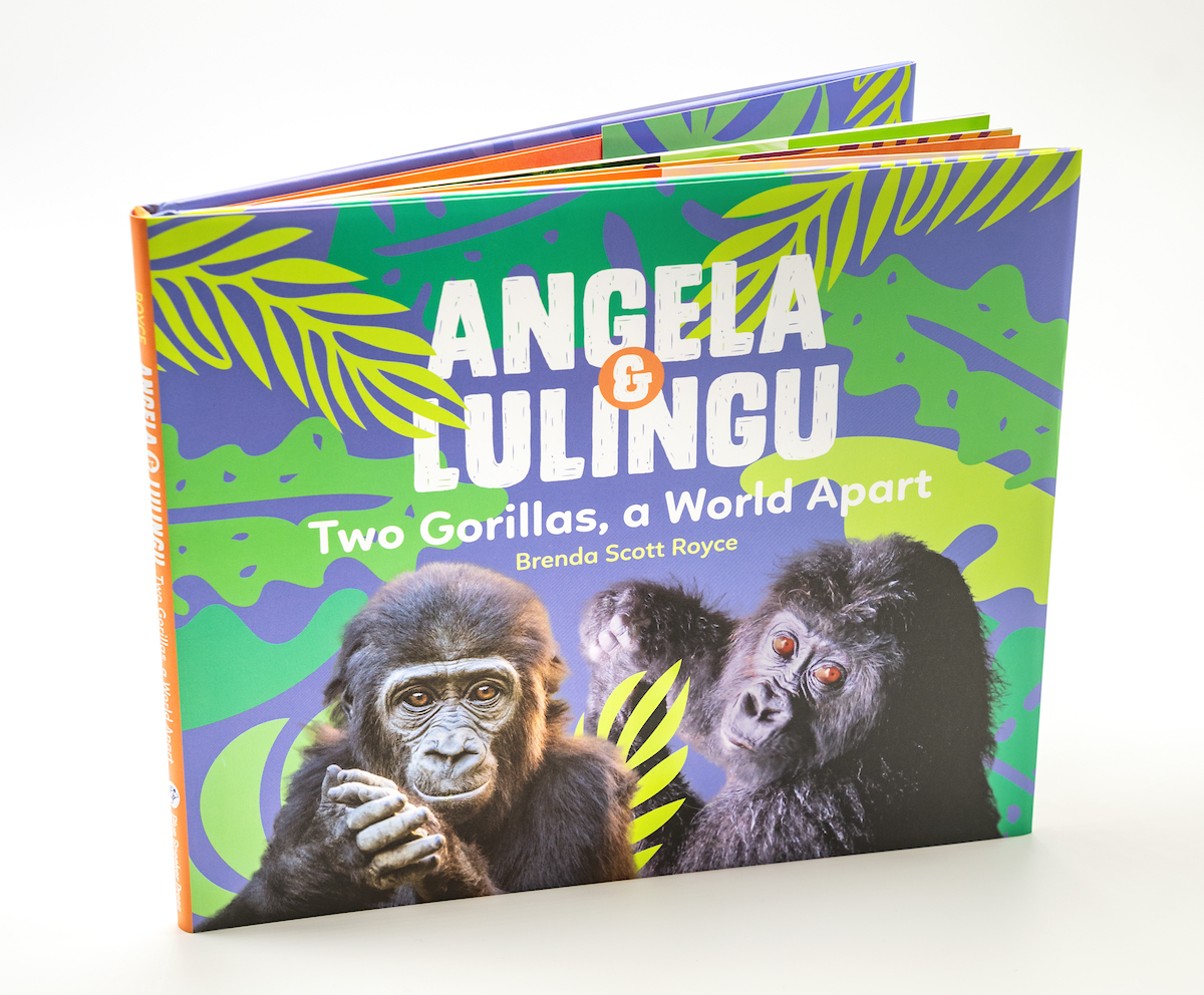 LAZoo's tweet image. Don't miss book signings and readings of the brand new "Angela &amp;amp; Lulingu" children’s book about Angela, our own gorilla toddler, and Lulingu, a young Grauer's gorilla living at @GRACEgorillas in Africa.
Find out more: bit.ly/46hJb9s
#WorldGorillaDay #Gorilla #ZooBabies