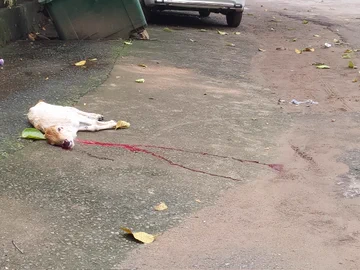 MercyEon_'s tweet photo. 📢 Urgent Notice 📢
A heart-wrenching road accident occurred today near the collectorate office and residence, resulting in a calf being badly injured. Immediate action is needed to address this issue and ensure justice for the innocent life affected. @DMKandhamal @spkandhamal https://t.co/YhHulmRywm