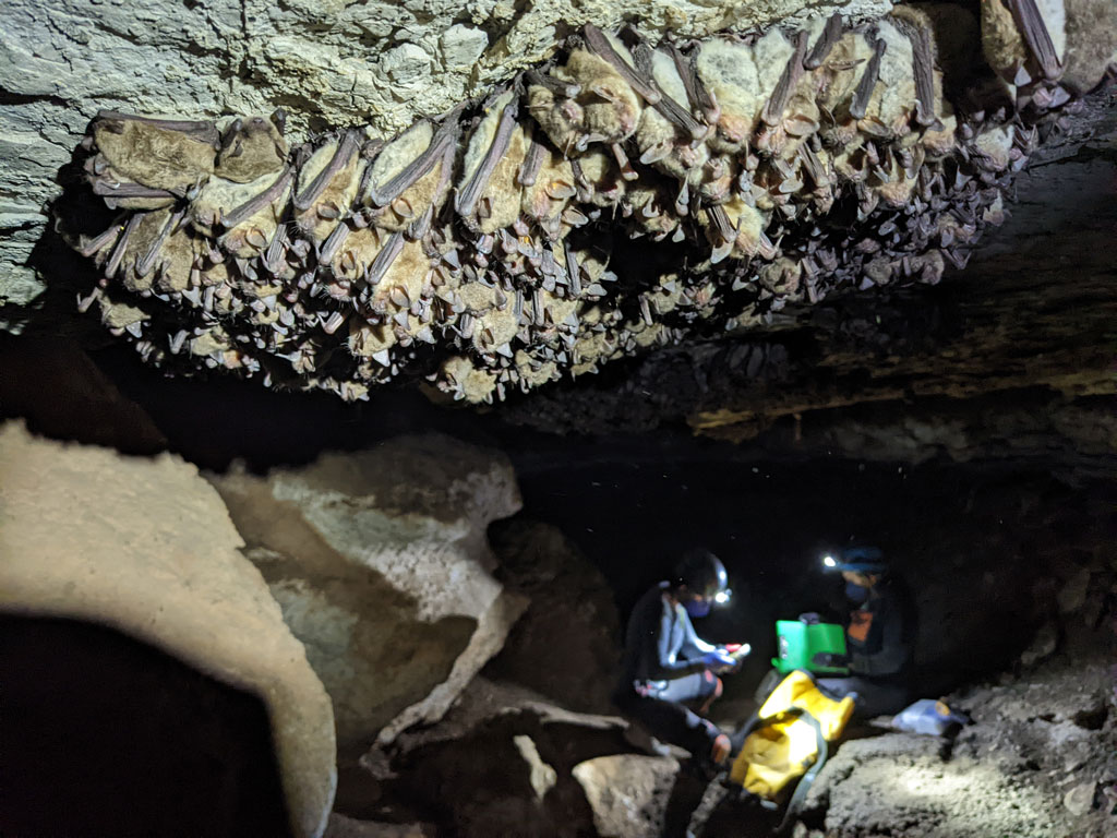 Did you know bats are extremely beneficial to the ecosystem?
They are! They've recently been on the decline and here is why.. #bats #Texas #thepicmag ow.ly/Hpkq50PNUqW