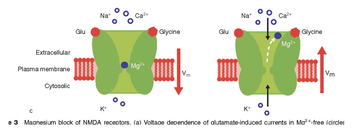 BowTiedNeuron | Neuroscientist tweet media