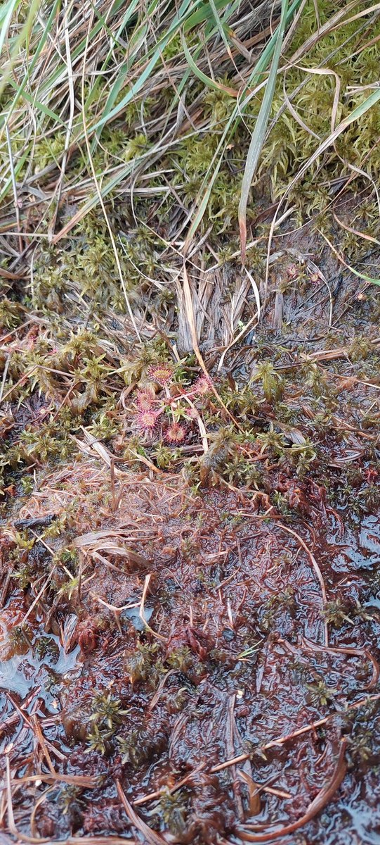 The last day of #Power2Peatlands and I'm on the Roode Beek excursion, where we are learning about the progress of restoration of blanket bogs in the region.