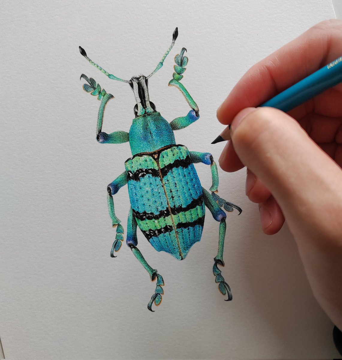 CNahaboo's tweet photo. Eupholus schoenherri petiti, coloured pencil &amp; ink on hot pressed watercolour paper. https://t.co/t2su4p5qwc