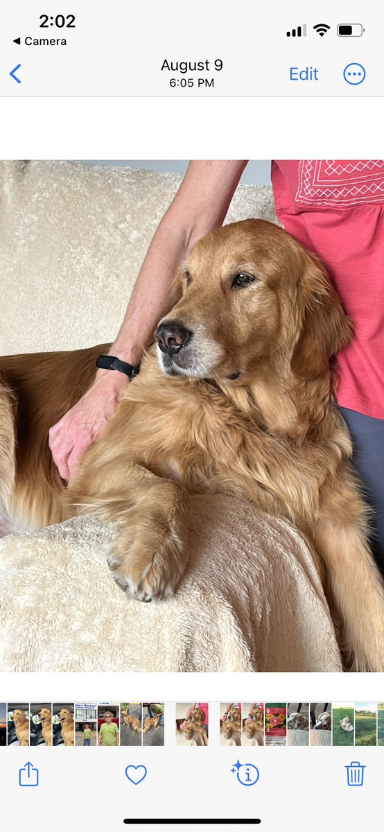 Hello friends! Nash &amp; Ruger are celebrating their 6th Birthday today.🥳🥳 These two handsome boys give us so much joy in our lives!😍😍 We definitely will be celebrating today with extra treats and extra hugs!❤️❤️🤩🤩🥰🥰🐾🐾🐾🐾