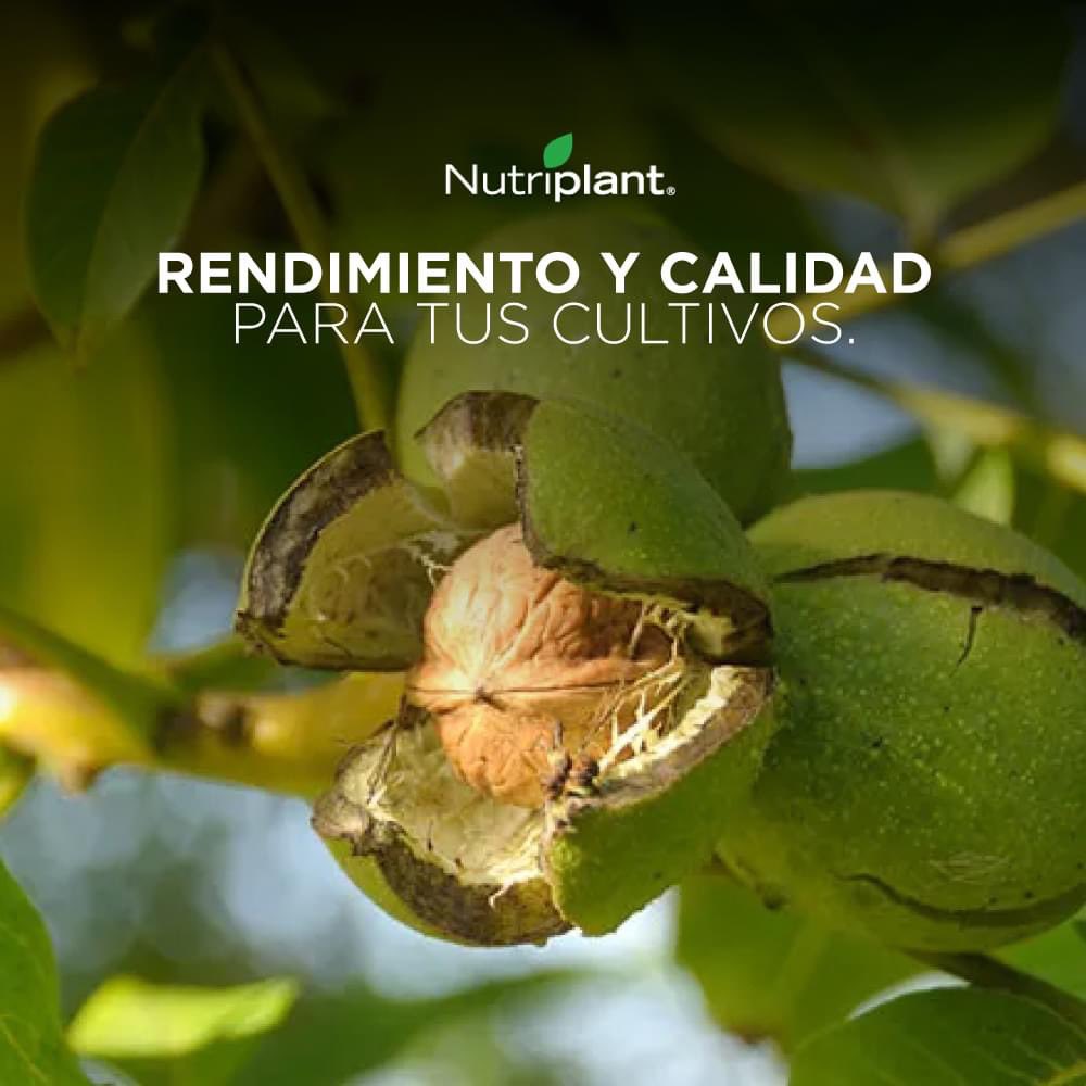 ¡Más Temprano!¡Más potencial de calibre!
➡️¿Conoces nuestro producto Nutriplant? Es un fertilizante foliar completo perfectamente balanceado pensado para 📈aumentar el rendimiento y la calidad de tus cultivos.
Nuestros consultores te podrán asesorar. 

#NutrienCL #Fertilizante