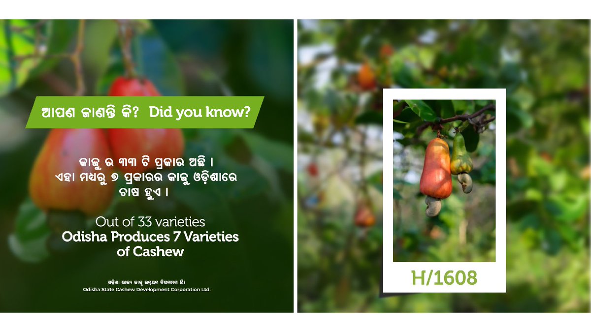mdoscdcltd's tweet photo. Discover the taste of #Odisha with seven unique cashew varieties!
We're proud to share the seven diverse cashew varieties that showcase the richness of Odisha's soil and climate. From sweet to savoury, there's a cashew for every taste preference.
#OdishaCashewVarieties #OSCDC https://t.co/cy8NekFEOl