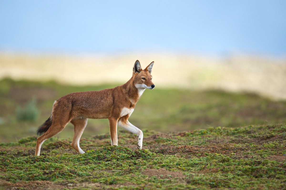 "Receiving the status of <a href="/UNESCO/">UNESCO 🏛️ #Education #Sciences #Culture 🇺🇳</a> World Heritage Site is a major recognition of Bale Mountains National Park's natural beauty and its exceptional value as a biodiversity hotspot." — Claudio Sillero, #EWCP founder

Read more on the blog:
➡️ethiopianwolf.org/news/bale-moun…

📸Rebecca Jackrel