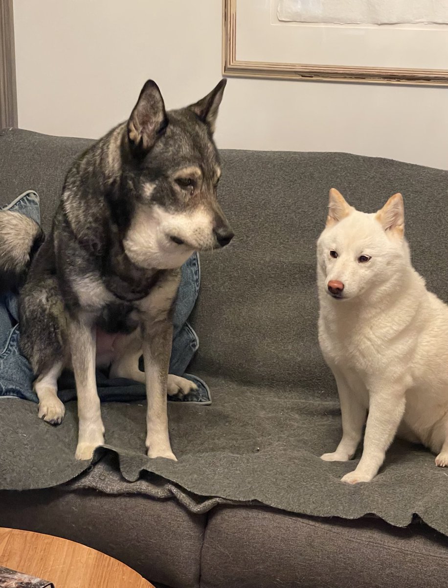 SwedishBoff's tweet photo. we’re now frens 🤍 #dogsoftwitter https://t.co/A78ZuOketZ