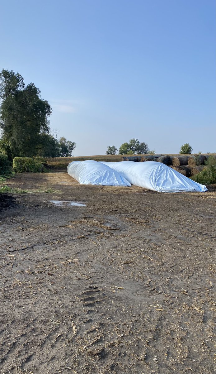 efarmsfive's tweet image. Silage cut, bunk project wrapped up, we’ve got some space available if you need room for feeders, yearlings, cows, you name it. Nothing to big or small.