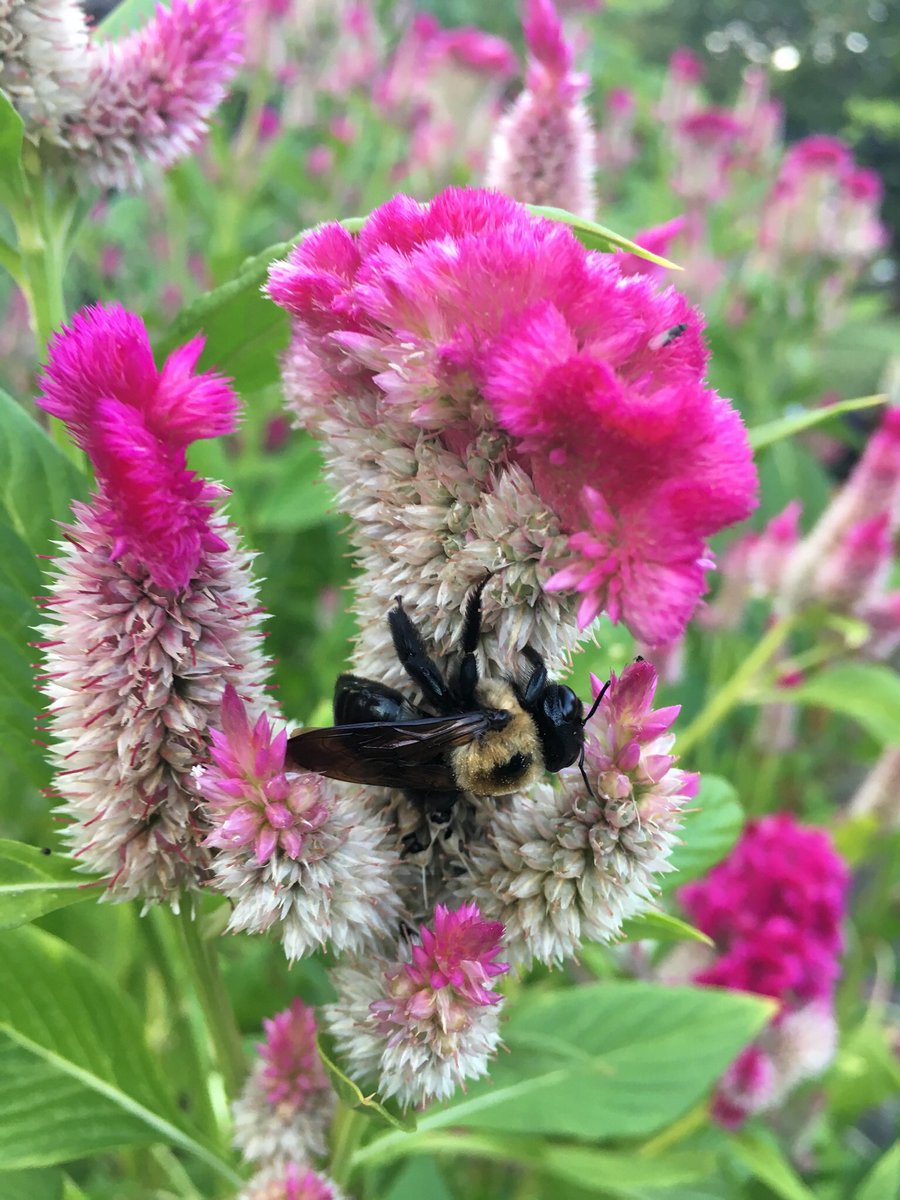 OBSERVATION: Bee 🐝 not moving in flower 

MY QUESTION: Do bees sleep in flowers?

AN ANSWER: Bees can sleep in flowers anywhere from a few minutes to several hours.

#inquiry #learning #nature #bee 
@swgardens <a href="/SciSocWeston/">Susan Erickson</a>