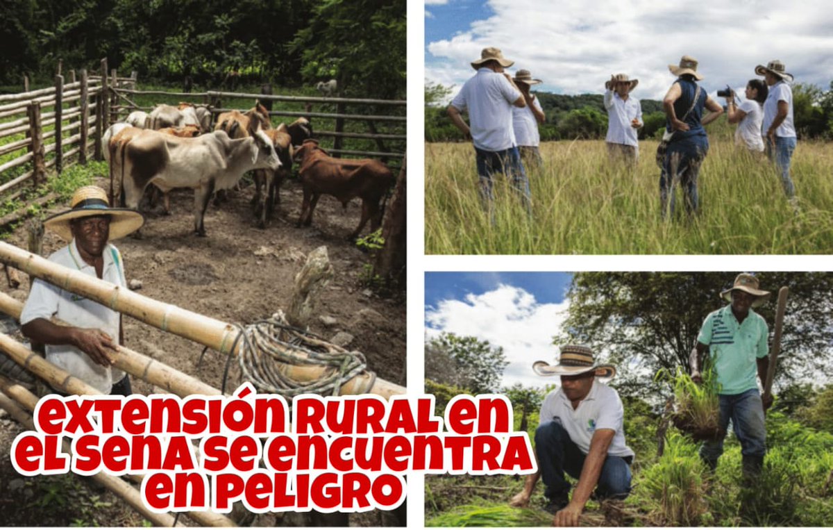 FHERSALAZAR's tweet photo. No es trabajo digno que sean desvinculados @TemporalesSENA, luego de 6 años de resultados evidenciados en Agrosena Sennova y Bilingüismo @JorgeELondonoU @petrogustavo urge firma de #ProrrogaYa para garantizar continuidad del servicio https://t.co/gmkMfUzQaf