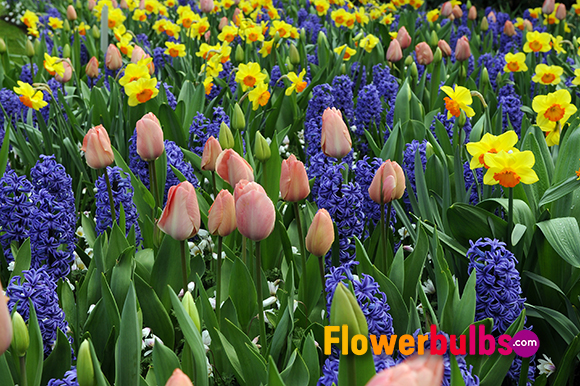 GardenDesignMag's tweet photo. Cultivate an enchanting spring #garden by planting #SpringFloweringBulbs:
-Add them to beds &amp; borders
-Scatter small bulbs in the lawn to create a natural-looking bulb lawn with abundant color
-Order now for the best selection
More from @FlowerbulbsCom https://t.co/CT5RRdFscB https://t.co/25GeZNCuGk
