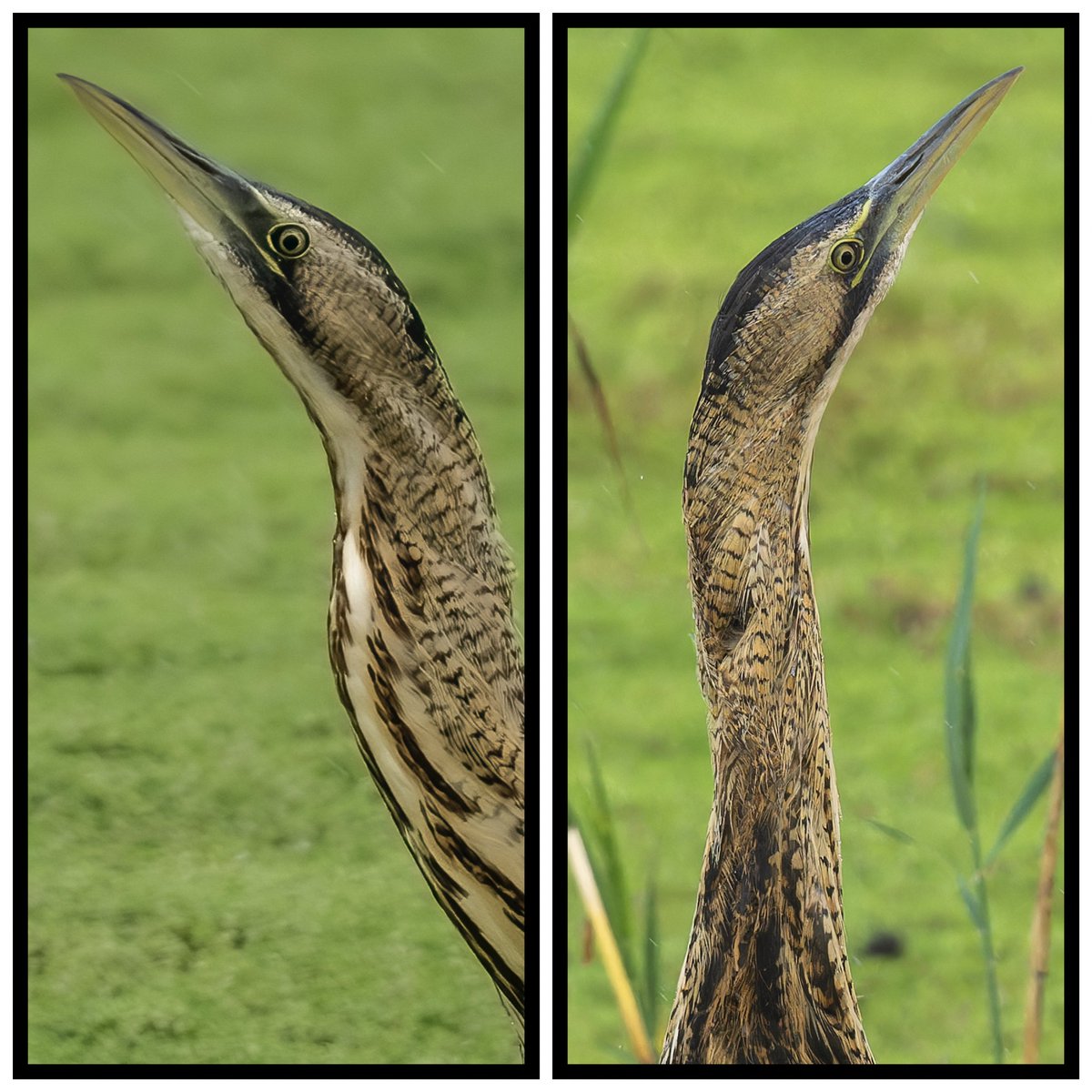 Beautiful Elusive Bittern #rspb #potd