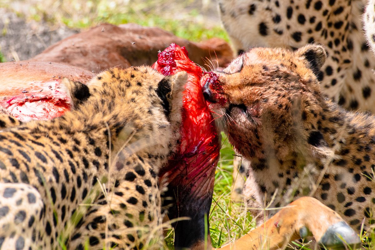 Carnivores of Africa 👇
1) Lion Cub - Fig Tree Pride | Masai Mara | Kenya
2) Matilda | Serengeti | Tanzania
3) Tano Bora | Masai Mara | Kenya
#nikonphotography #bella_shots #african_portraits #ic_animals #nikontop #amazingcaptures #wildlifeofafrica #wildlife_seekers