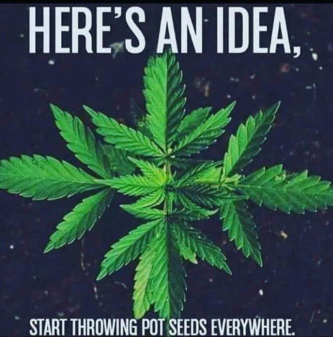 StormyVNV's tweet image. #VeteransForCannabis #MightWork