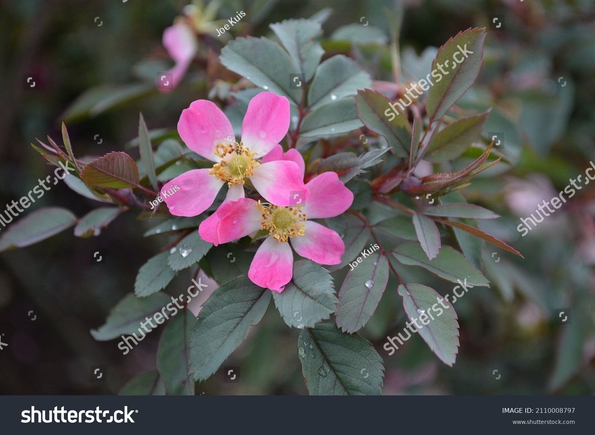 Aperture105's tweet photo. Close up of rosa glauca seen outdoors. https://t.co/wNvsJrGcSE
#Rose
#gardenrose
#rosaglauca
#singlerose
#pinkflowers
#gardening
#GardeningX
#GardenersWorld
#GardeningTwitter https://t.co/1b34jXmlLt