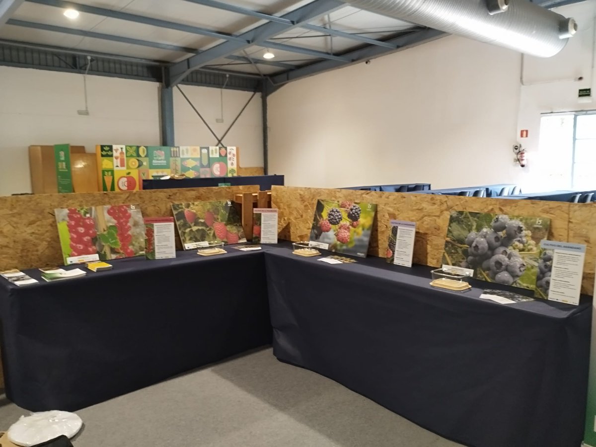 SeridaAst's tweet photo. 🌾🫐 Te esperamos desde hoy en nuestros 2⃣ estands de #AGROPEC @Feriasturias ➡️Tendremos información sobre las 3 variedades de #escanda recientemente registradas, y sobre el cultivo del #arándano y los #frutosrojos

#SERIDA_GV #SERIDA_EDAF #Agroalnext @P_Recuperacion @CienciaGob https://t.co/d4e6ro3g4c