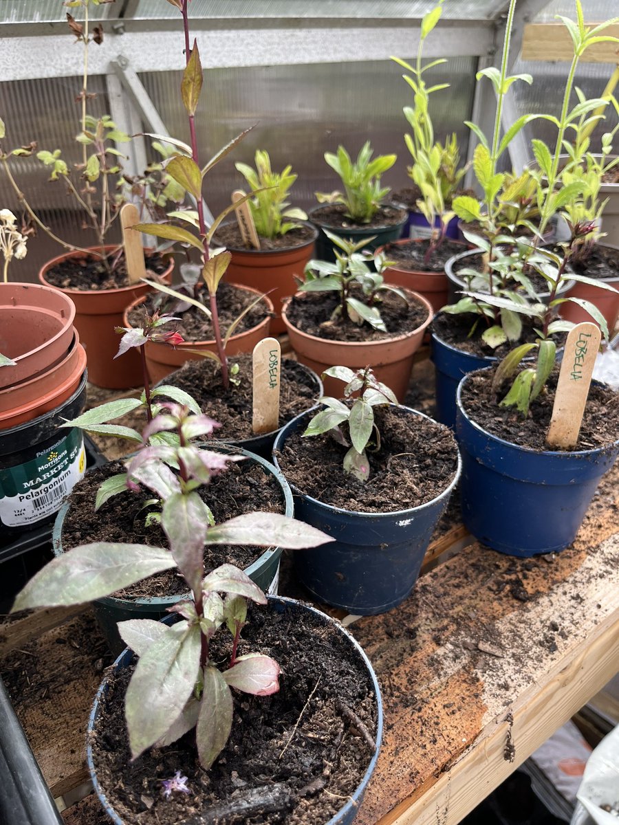 Seeder_Wood's tweet photo. PEAT FREE PLANTS FOR SALE - drop us a message with your order (and when you would like to collect) and the boys will get it ready for you. Prices are whatever you’d like to pay #cf63 #barry #homegrown #Alex11 #Tomas9 https://t.co/yBepckh8hx