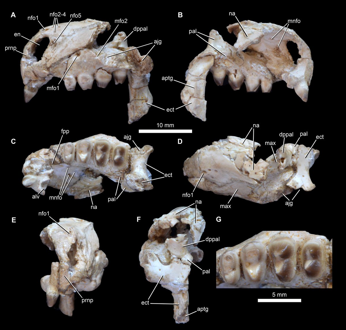 I'm in the field so will post more later, but exciting to see our work on a new procolophonid, Hwiccewyrm trispiculum, from Late Triassic of SW England finally out! Led by myself & @LukeEMeade, with collaboration from @tanytrachelos @TerriCleary & others anatomypubs.onlinelibrary.wiley.com/doi/10.1002/ar…