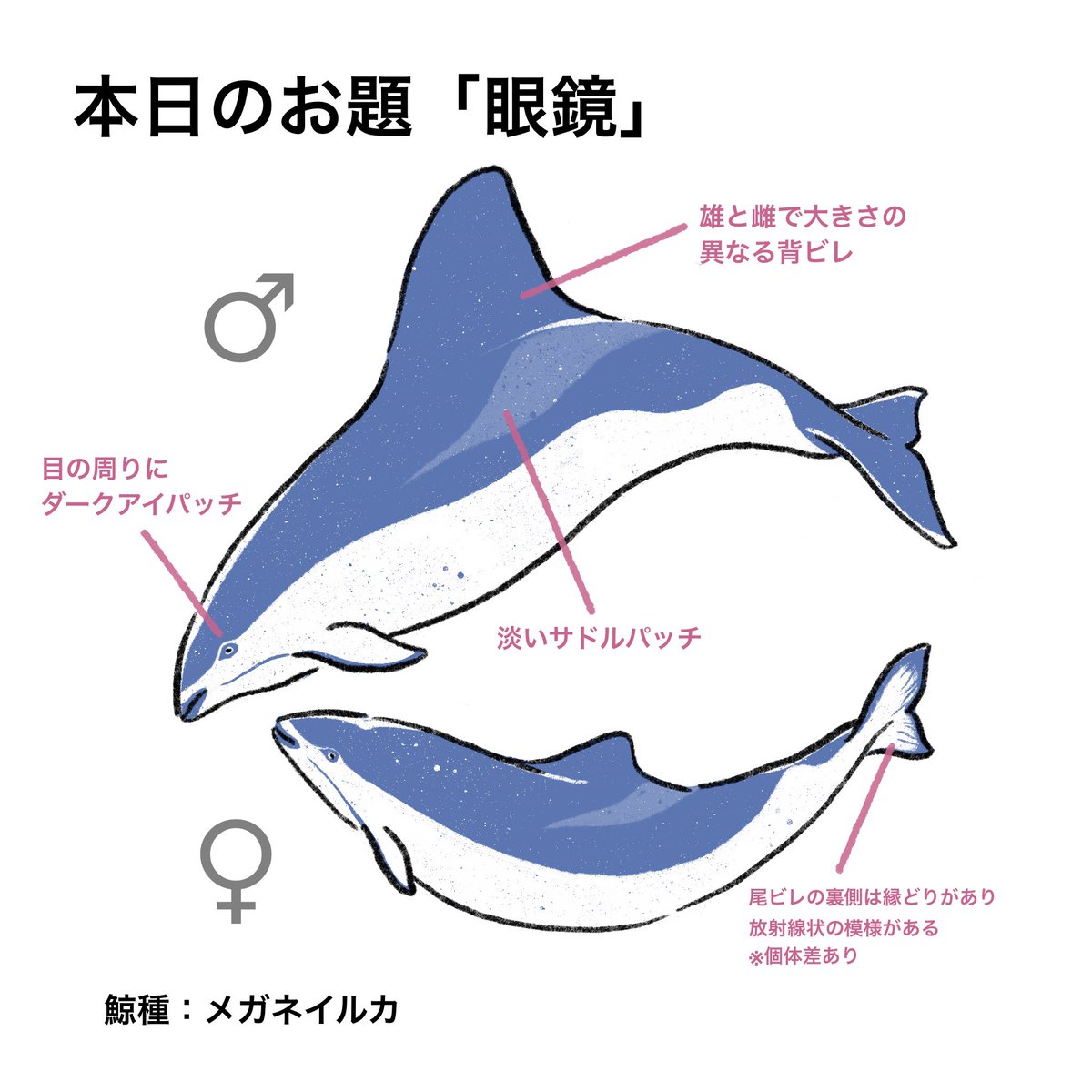 KABUTZ（かぶつ） | カマイルカの赤ちゃんがずーーーっと付いて