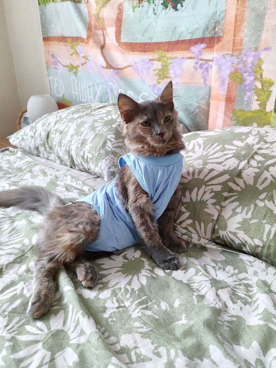 BetWrong's tweet photo. @flustres flustres regarde mon chat dans son body fluchtres elle a un body regarde il est bleu (elle a pissé dedans) https://t.co/r5uXx3Yquk