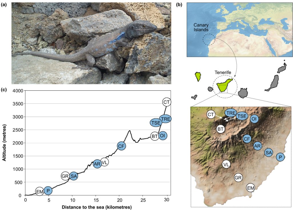 Tenerife lizards show a nuanced interplay between plasticity and local adaptation along extreme altitudes. Surprisingly, biochemical stress decreases in high-altitude lizards, revealing the complex responses of organisms to environmental challenges 🦎⛰ doi.org/10.1111/jbi.14…