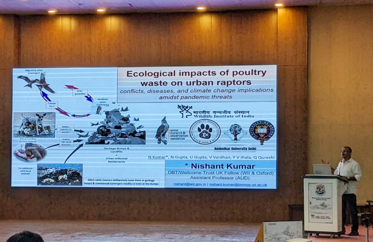 Ghazipur processes >100,000 fowls daily, yielding 27,375 tonnes of poultry waste. This draws huge flocks of Black-eared kites, scavengers migrating between Central &amp; South Asia. >33,600 kites/day feed on poultry detritus from Oct-April. #ARS2023 <a href="/moefcc/">MoEF&CC</a>, <a href="/wii_india/">Wildlife Institute of India</a>, <a href="/vrtiwari1/">Virendra Tiwari</a>