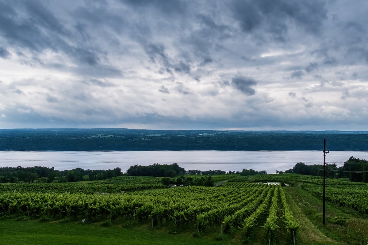 Check out this photo I have for sale of clouds over a vineyard on Seneca Lake in the Finger Lakes region of New York. 1-stuart-litoff.pixels.com/featured/cloud… #fingerlakes #lakeseneca #newyork #landscape #lakes #vineyard #winery #clouds