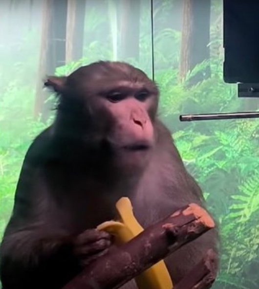 PopTingz's tweet photo. All the monkeys who had a NueraLink chip implanted in their brains died. 

Elon Musk and his company now want to test it on humans, and they will start with those who suffer from paralysis. https://t.co/ac49WyO7oj