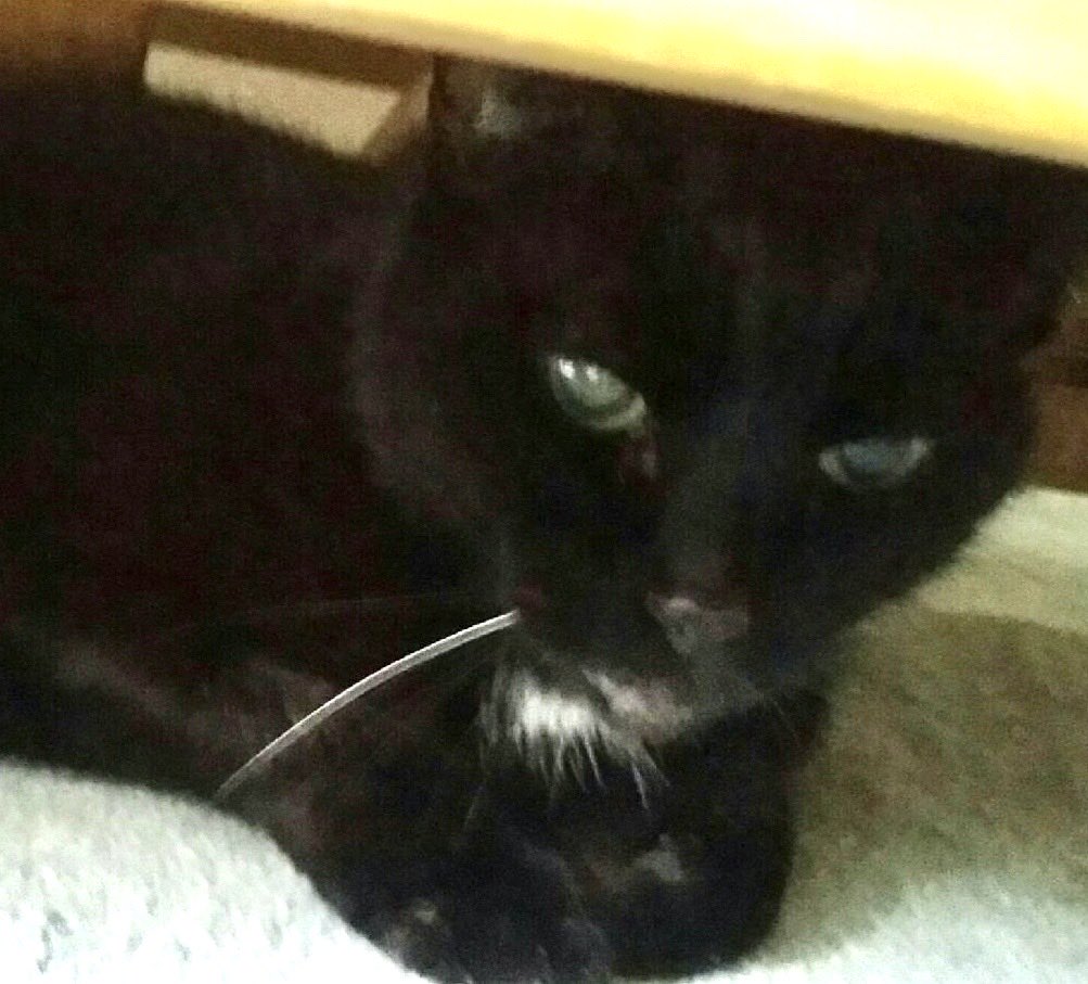 Elvis here💖
Fwends had vet tests 
Please send pawcircle pwayers healing vibies to me 
Mum is extwemely concerned /upset 😢🐾💖
I lost some weightie 
Wee test showed might be kidney diseasie 
Mum gets my bloodtest results tomowwow 
We so hope all be ok for me 🐈‍⬛🐾🙏🍀#hedgewatch