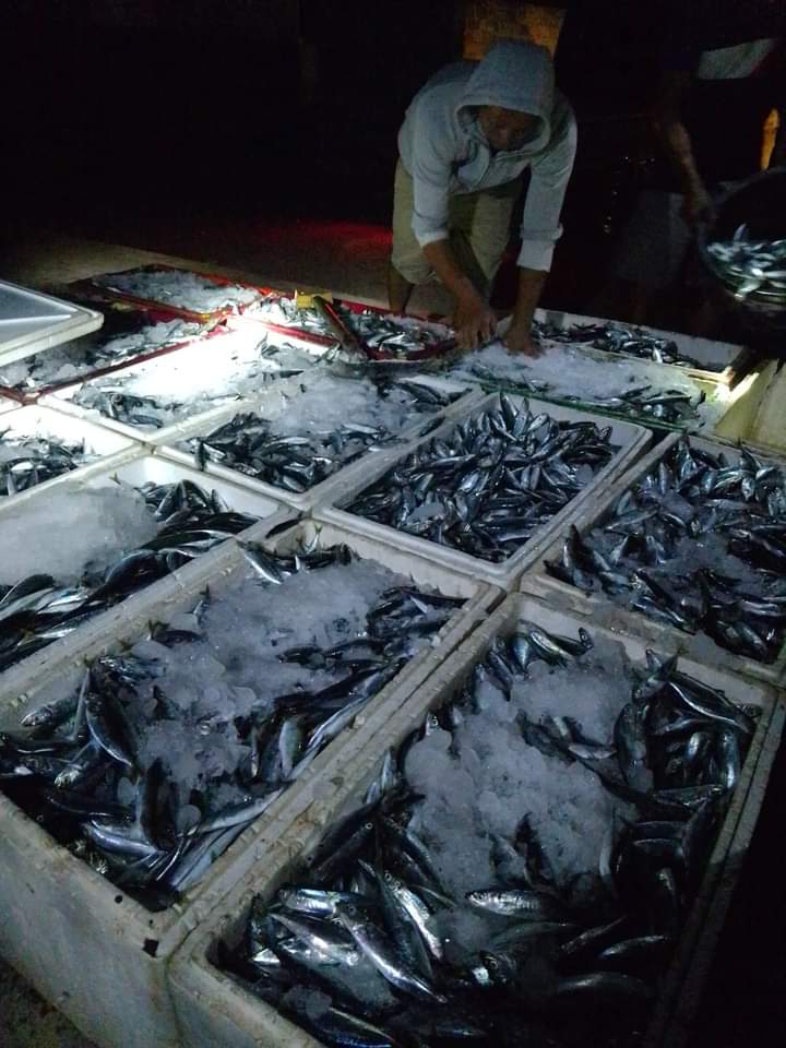 paputunganmila's tweet photo. Kamis (21/9/23), Jamila Paputungan Luhkan Bolaang Mongondow melprkan hsl tgkpan ikan Layang alat tangkap Mini purse ine di Kel.Inobonto I Kec.Bolaang nilai jual 30.000/kg
#GiatLuhkanSatminkalBitung
#Bolmong
#Luhlapor
@bpppbitung 
@puslatluhkp 
@bppsdm_kp https://t.co/hKCxeMGEzW