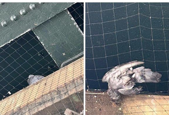 SafferTheGaffer's tweet image. Thank you to everyone getting in touch about Hither Green station🐦

Yes I’m aware. I have contacted Network Rail. they have flagged it as    an emergency &amp;amp; are on their way💪🏽

#AnimalRescue 🙏🏽