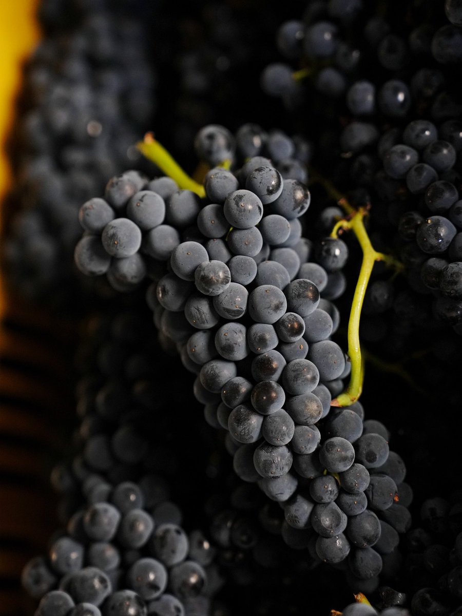 Travaglinovini's tweet photo. L’emozione della vendemmia: un vero e proprio rituale dove si concentrano speranze e fatiche di un anno di lavoro!
#tenutatravaglino #travaglino #familywinery #cantinastorica #vendemmia #grapeharvest #pinotnero #metodoclassico #calvignano #oltrepò #lombardia #inlombardia https://t.co/sQNcoVGtya