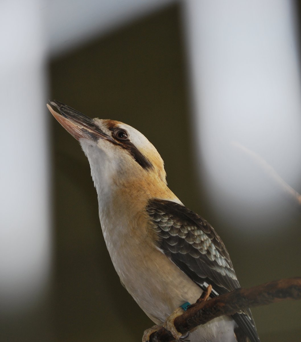 Dundee, was very ready for his photo op today.