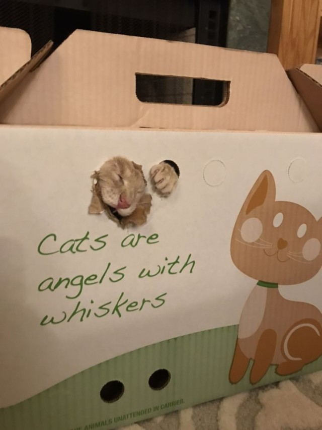 DontShowYourCat's tweet photo. prison-break in progress https://t.co/NMgiMTc8cN