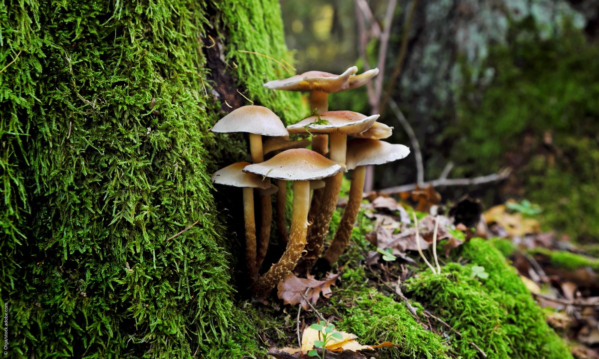 It's almost autumn, and with it comes exciting news for mushroom lovers! 🍄 

New genetic research has the potential to revolutionize mushroom cultivation, making it more efficient and sustainable. Learn more 👇 europa.eu/!BBBBJd 

<a href="/ERC_Research/">European Research Council (ERC)</a>