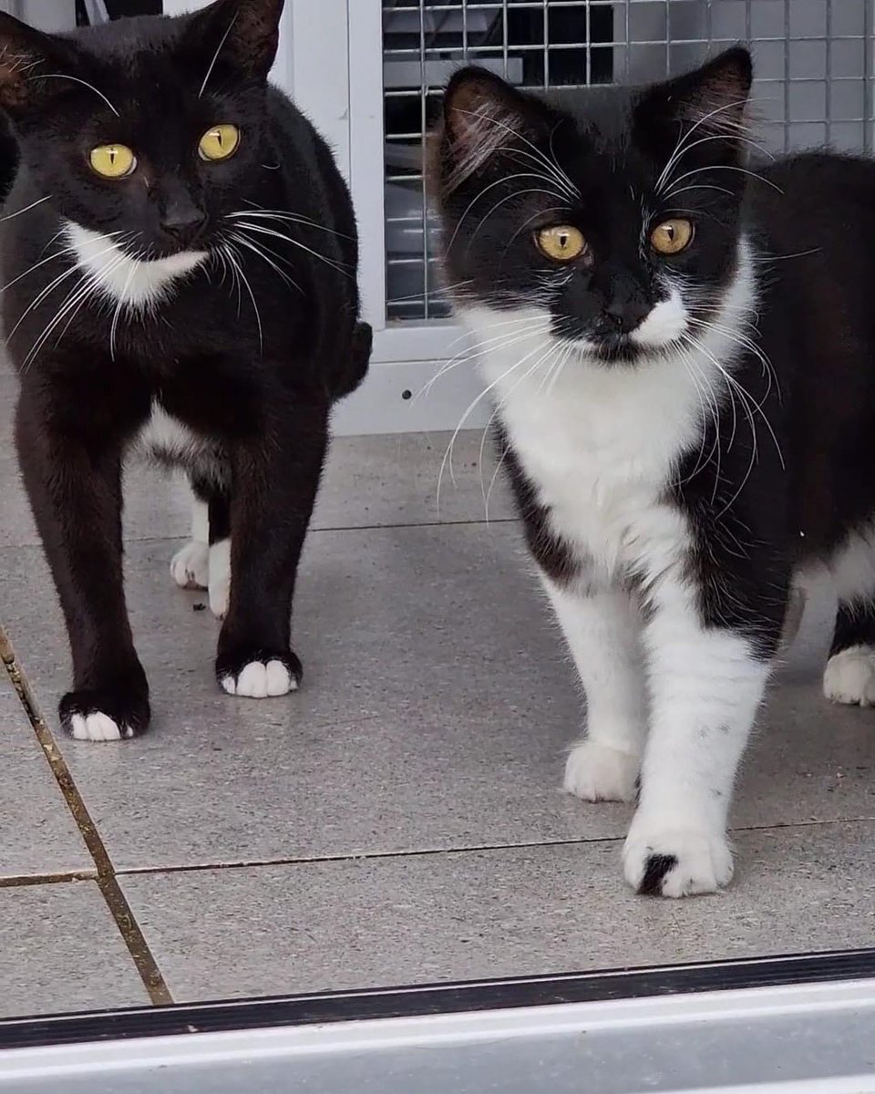 It’s #adoptalessadoptablepet week
Coco & Babyface - bonded pair - who can be a little timid and shy so are being overlooked. 
Coco is 12 months. Babyface is 4 months.
Needed - a patient home to bring out the best in them 🙏🏼💕
Cwwrescue.org for adoption details 🙏🏼💕