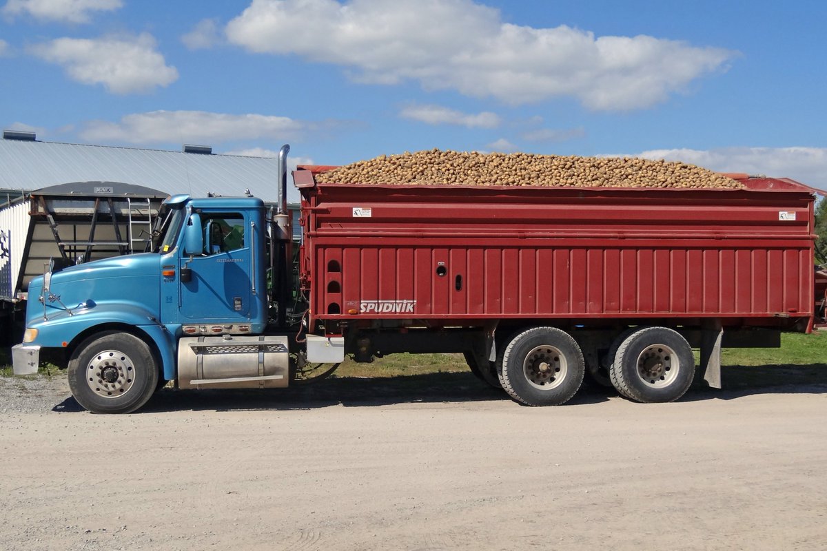 thompson_potato's tweet photo. Last weekend we began the fall harvest. These are our Yukon Gem potatoes that were transported in large bulk trucks from the field to our farm. This is one of our two potato storages that will hopefully be full to the top by the time we finish the fall harvest. https://t.co/uW5mNvepof