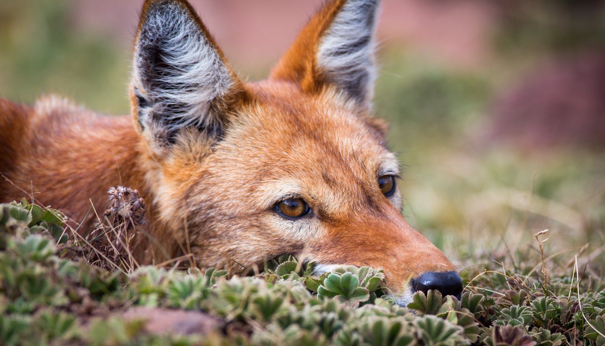 With this inscription on the UNESCO World Heritage List, it is our hope that the increased visibility of Bale Mountains National Park at an international scale will help us protect the Ethiopian wolf and by extension, its precious Afroalpine habitats.

📸Will Burrard-Lucas