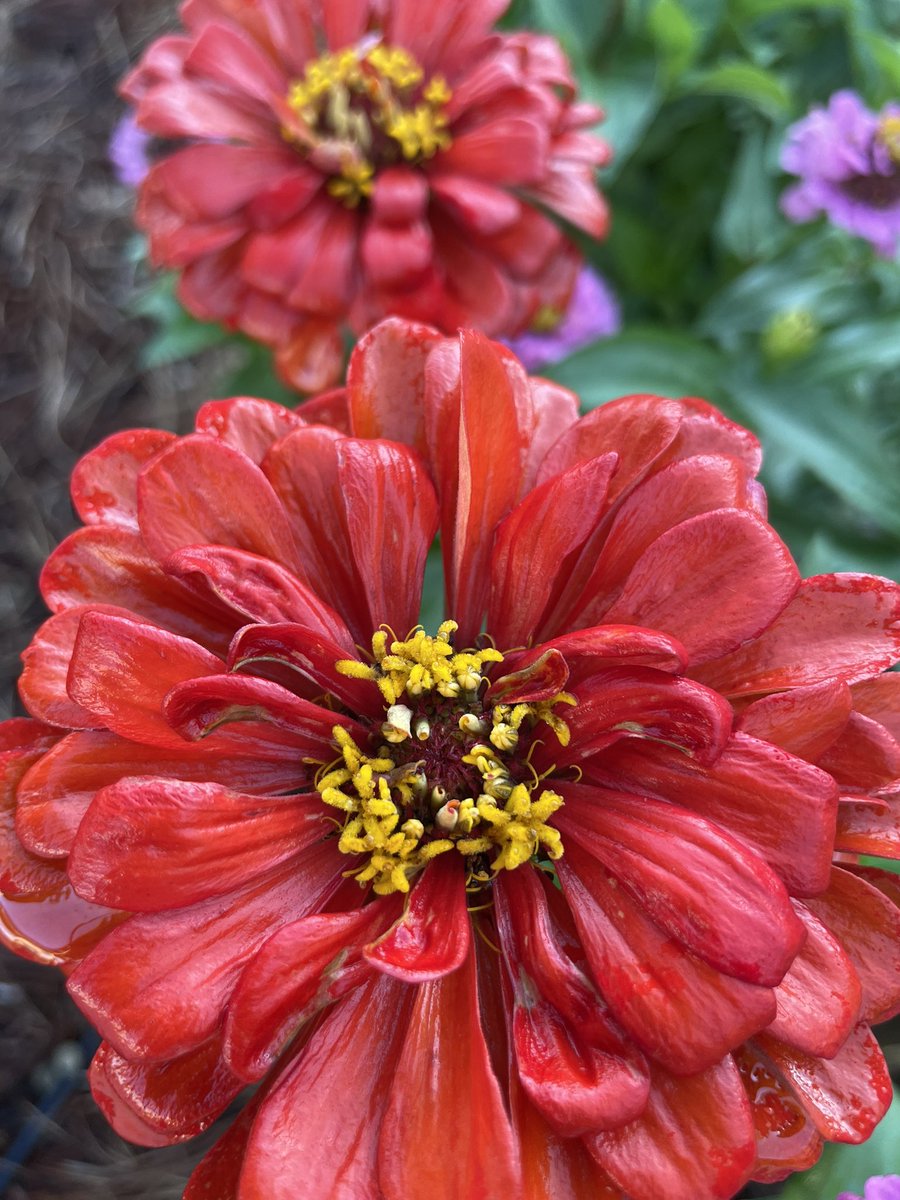 Celise Hamann tweet media