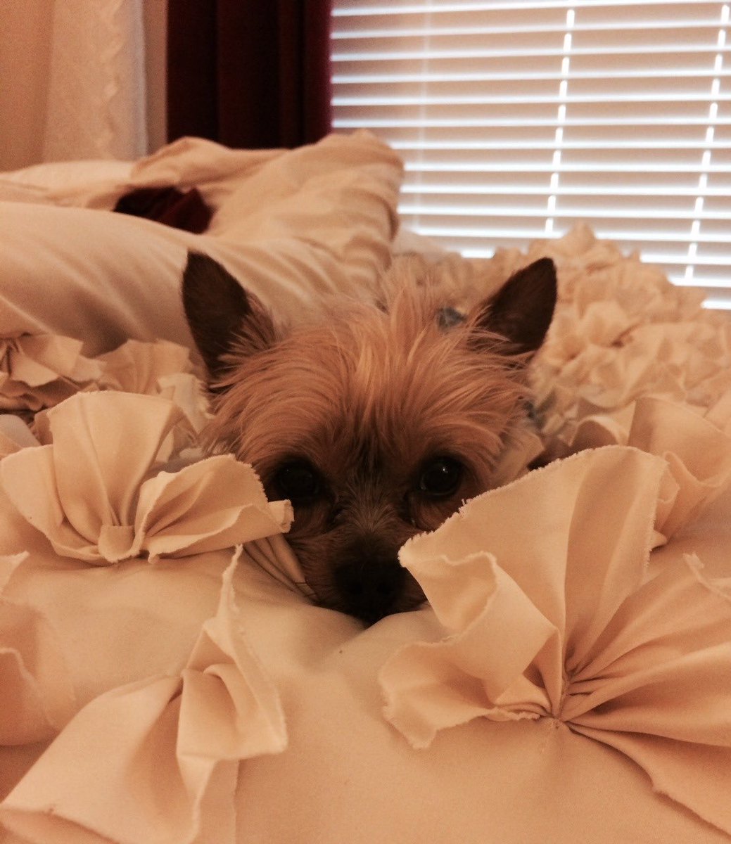 jollynerd's tweet photo. CW: pet death

My forever puppy is finally at peace. Anyone who's followed me from my early tumblr days might recognize this little Yorkie. I drew her as a fiesty Lillipup back in 2013. My heart is so fucking broken. I'll love and miss you forever, Elly-belly. https://t.co/D9piTCi4BO