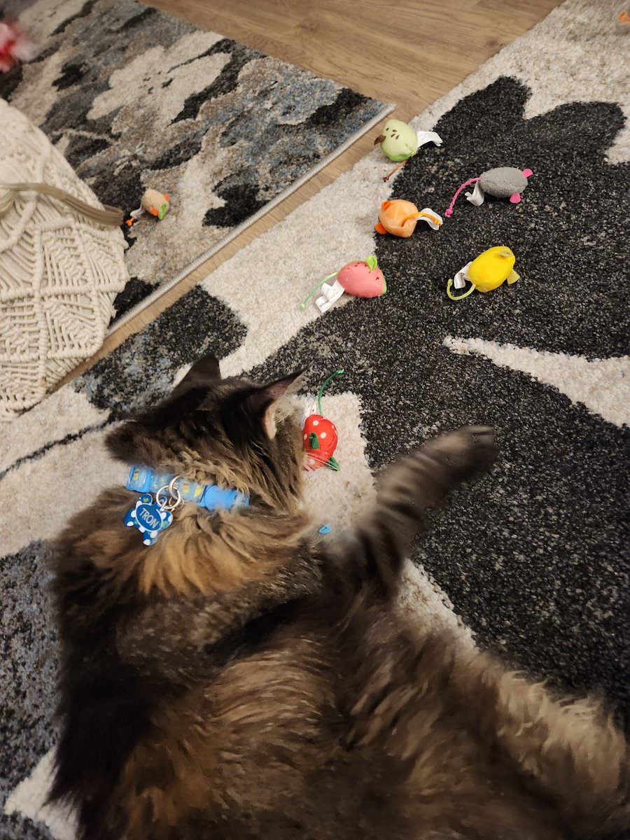 MainemanTron's tweet photo. I got new fruit themed mice toys to remind me of summer. I love summertime, I enjoy the sunshine and fresh snacks. I'm ready for the blankets and cuddle weather of winter though! #CatsOfTwitter #CatsOfX #CatsAreFamily #Cat #catsofinstagram https://t.co/6xIcXRyoGG