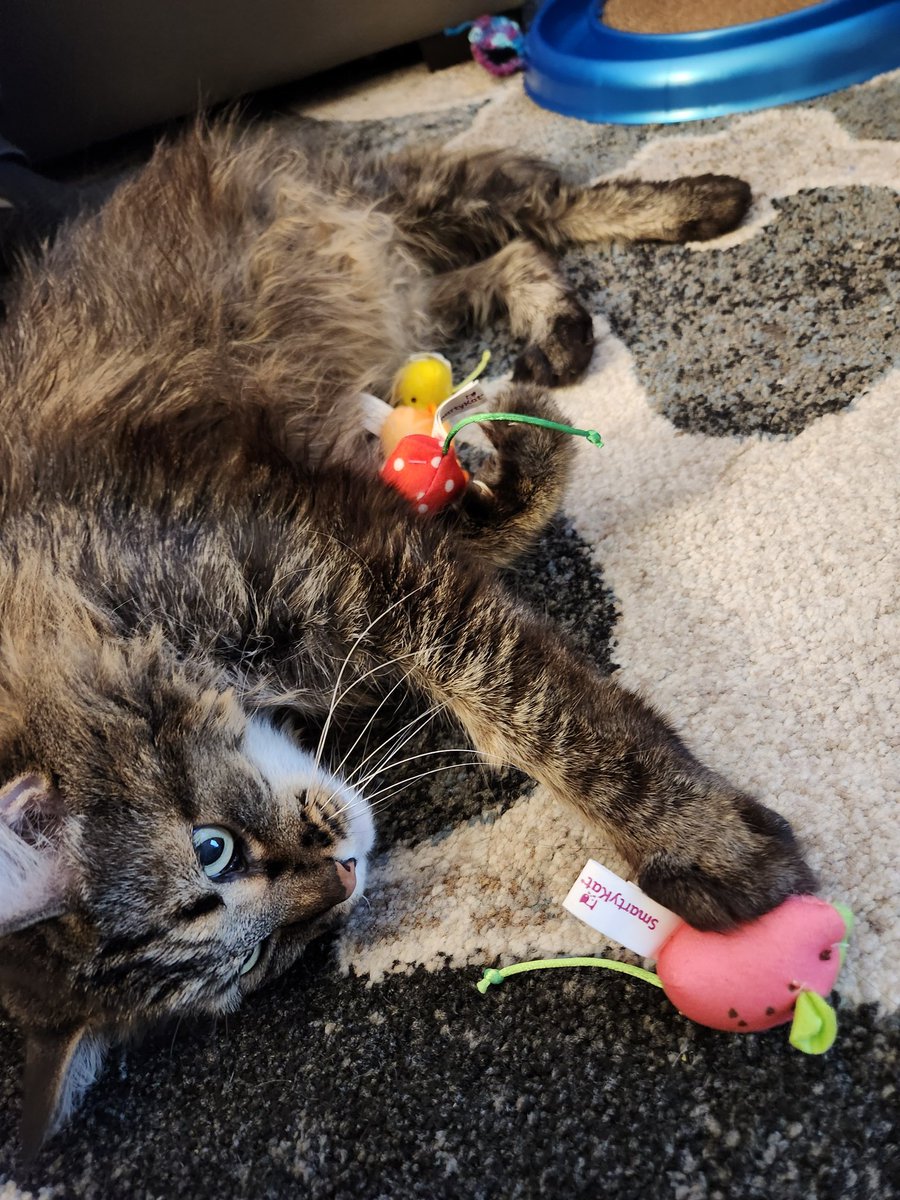 MainemanTron's tweet photo. I got new fruit themed mice toys to remind me of summer. I love summertime, I enjoy the sunshine and fresh snacks. I'm ready for the blankets and cuddle weather of winter though! #CatsOfTwitter #CatsOfX #CatsAreFamily #Cat #catsofinstagram https://t.co/6xIcXRyoGG