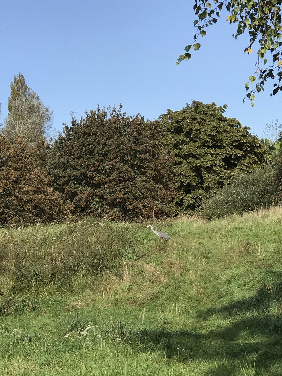 berjammar's tweet photo. First time I’ve seen a Heron hunt in grass. Apparently they also eat amphibians, molluscs, small mammals, reptiles and insects - and french fries if offered 😂 He must’ve gotten tired of the easy fish pickings from the fish run on View Island #caversham https://t.co/5G7F38GdLm