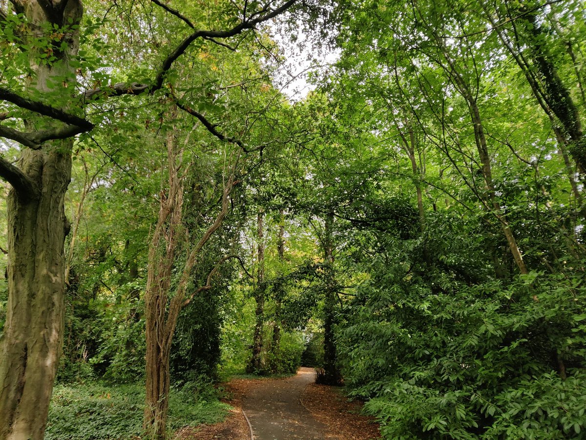 Today's walking view.
Very green after rain last night and surprisingly dry
#OakwoodPark